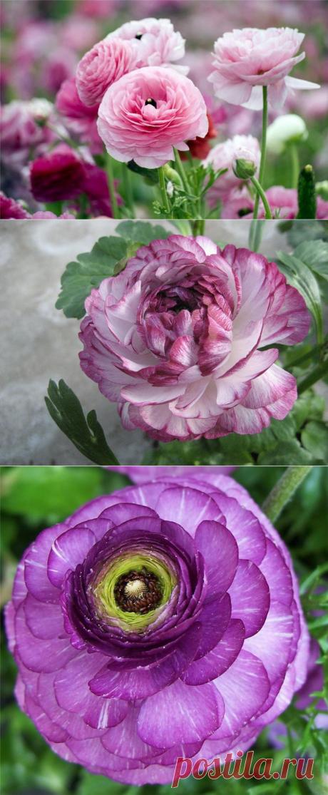 Азиатские лютики. Ранункулюсы — розы весны | Newpix.ru - позитивный интернет-журнал