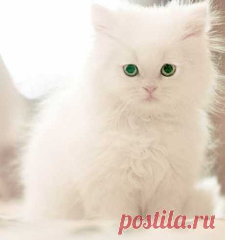 (11) Pinterest: инструмент для поиска и хранения интересных идей