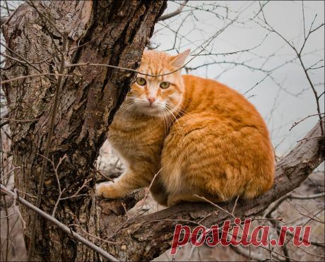 Фотографія ..вместо снега - дождь, вместо белки - кот)) / Дмитрий Домбровский / photographers.ua