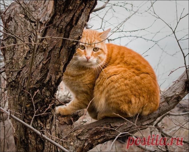 Фотографія ..вместо снега - дождь, вместо белки - кот)) / Дмитрий Домбровский / photographers.ua