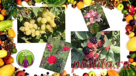 365 дней осознанного выбора или год без мяса. Почему я решил стать вегетарианцем | ЗОЖ путь изнутри вовне | Яндекс Дзен