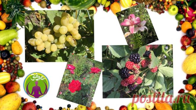 365 дней осознанного выбора или год без мяса. Почему я решил стать вегетарианцем | ЗОЖ путь изнутри вовне | Яндекс Дзен