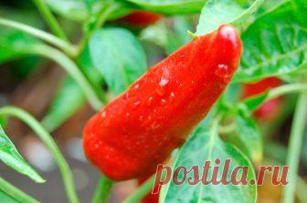 С чем лучше всего сажать острый перец Для получения высокого урожая огородных культур необходимо строго следовать рекомендациям по севообороту. Ошибочный выбор способен привести к угнетению растений, уменьшению плодов, заражению посадок б...