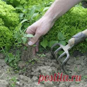 Как избавиться от сорняков?