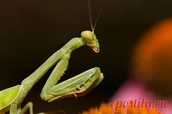 10 хладнокровных убийц из мира животных