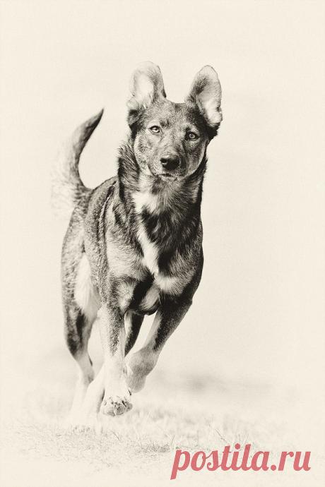 Old-fashioned dog photo by Elke Vogelsang / 500px