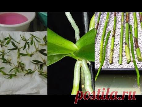 РАЗМНОЖЕНИЕ ОРХИДЕИ - 2 .СЕМЕНА .#ЧЕРЕНКОВАНИЕ_ОРХИДЕИ. ДЕТКИ ОРХИДЕИ #orchids #7 #oldenburg_ru - YouTube