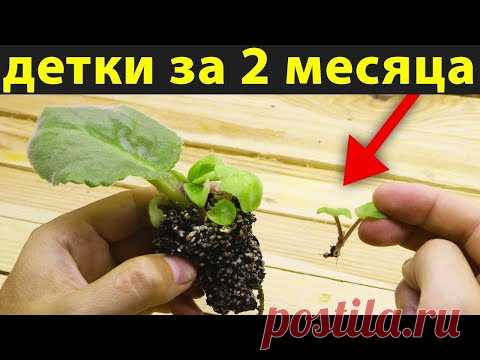 Теперь только на ФИТИЛЕ буду УКОРЕНЯТЬ ЛИСТЬЯ фиалки! Детки появляются НАМНОГО БЫСТРЕЕ!