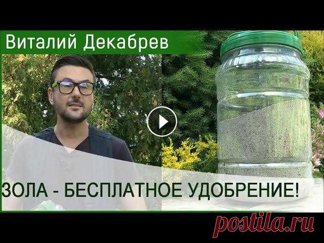 ЗОЛА - БЕСПЛАТНОЕ УДОБРЕНИЕ! КАК ПРАВИЛЬНО ИСПОЛЬЗОВАТЬ ЗОЛУ ДЛЯ ПОДКОРМКИ РАСТЕНИЙ? В этом выпуске: как правильно использовать золу для подкормки растений? Зола это высокоэффективное удобрение, которое содержит элементы в доступной фо...