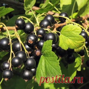 Картофельные очистки – лучшее удобрение для смородины - МирТесен