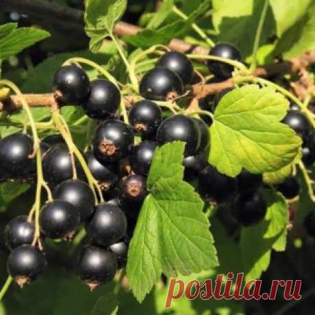 Картофельные очистки – лучшее удобрение для смородины - МирТесен
