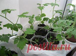 В этом году хочу попробовать выращивать арбузы. Посадила на рассаду она уже хорошенькая, но высаживать в грунт или теплицу еще очень рано. А уже появляются цветочки. Тянется конечно, хотя света достаточно.