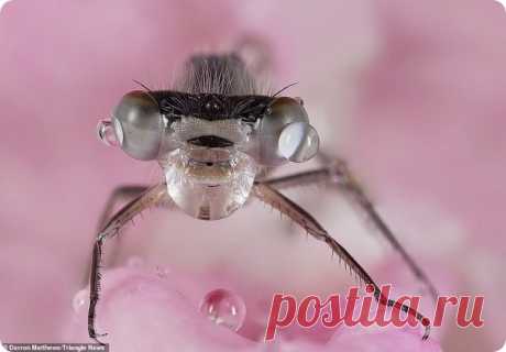 Крупные планы насекомых от фотографа Даррона Мэттьюса – ZooPicture.ru