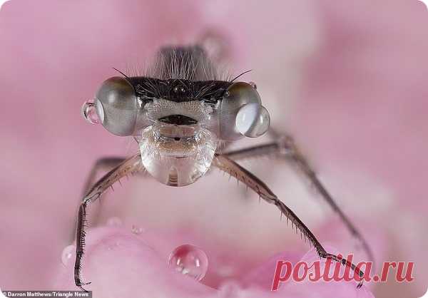 Крупные планы насекомых от фотографа Даррона Мэттьюса – ZooPicture.ru
