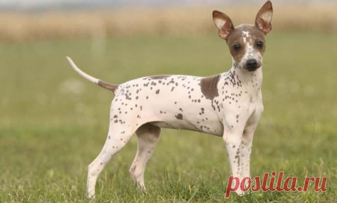 Американский голый терьер: описание породы, особенности ухода, содержание, кормление и дрессировка