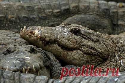 Фермер шел домой, внезапно встретил крокодила и отбился от него серпом. 35-летний фермер из индийской деревни Барадия, штат Одиша, встретил крокодила и отбился от него серпом. Мужчина закончил работать в поле и шел домой в деревню. Фермер пересекал небольшой ручей, когда на него неожиданно напал крокодил. Его доставили в больницу с травмами ноги, он проходит лечение.