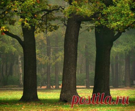 Приметы, которые связаны с разными видами деревьев... - Народные приметы