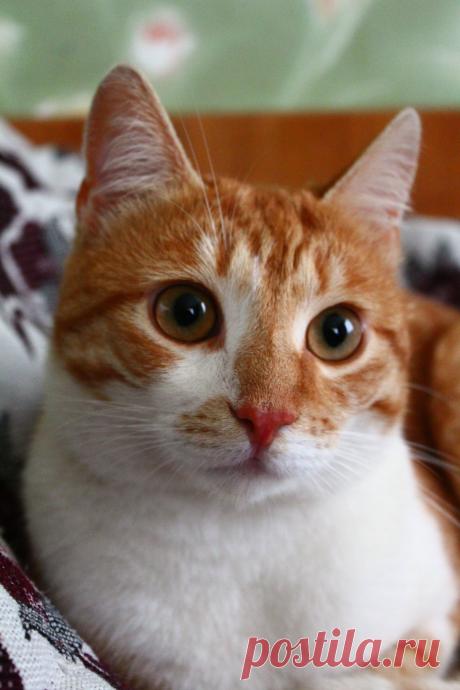 мой кот Кося