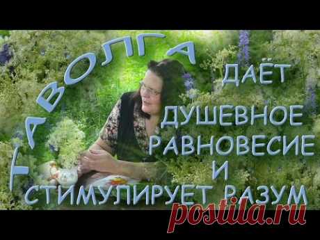 ТАВОЛГА дает душевное равновесие и стимулирует разум
