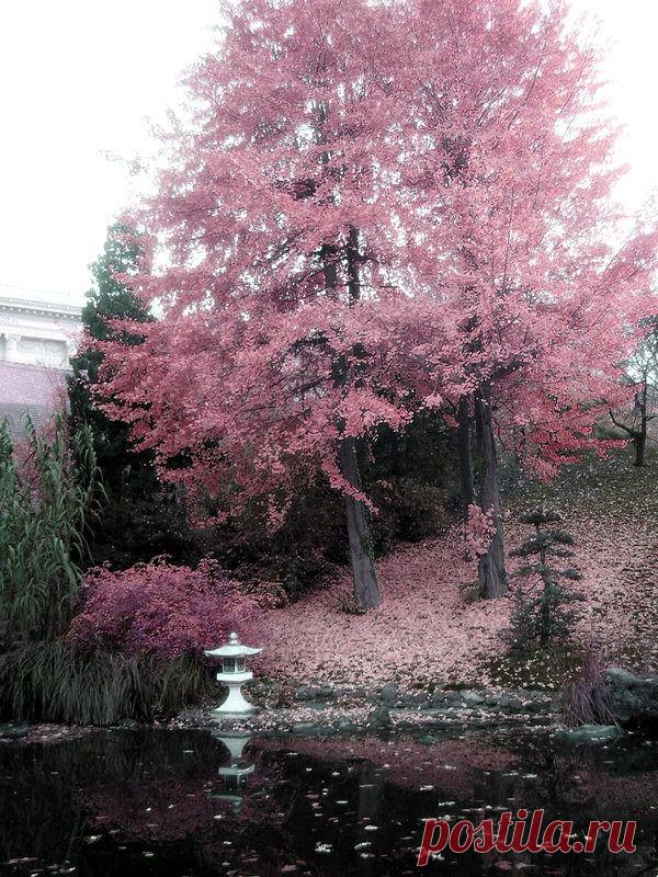 легенда о дереве