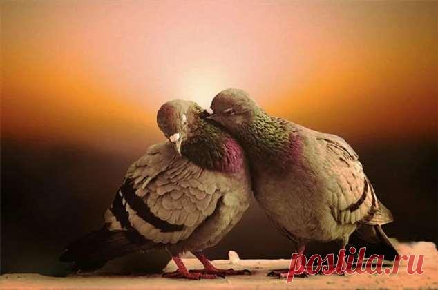 Пуси-пуси юмор для девушек и женщин. Подборка прикольных картинок и фото №ofigennaja-05531007052020 | Офигенная