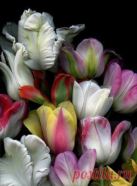 ~~ Tulips~~ | Flowers