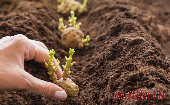 Рассказываю про свой состав смеси, который я кладу в лунку при высадке картофеля, чтобы клубни были крупными | Моя успешная дача | Яндекс Дзен