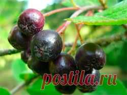 Что можно приготовить из черноплодной рябины?