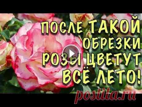 ОШИБКИ, ИЗ-ЗА КОТОРЫХ РОЗЫ УЖАСНО ЦВЕТУТ! Как ПРАВИЛЬНО обрезать розы ЛЕТОМ ПОСЛЕ ЦВЕТЕНИЯ ОШИБКИ, ИЗ-ЗА КОТОРЫХ РОЗЫ УЖАСНО ЦВЕТУТ! Как ПРАВИЛЬНО обрезать розы ЛЕТОМ ПОСЛЕ ЦВЕТЕНИЯ...