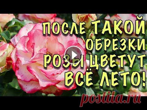 ОШИБКИ, ИЗ-ЗА КОТОРЫХ РОЗЫ УЖАСНО ЦВЕТУТ! Как ПРАВИЛЬНО обрезать розы ЛЕТОМ ПОСЛЕ ЦВЕТЕНИЯ ОШИБКИ, ИЗ-ЗА КОТОРЫХ РОЗЫ УЖАСНО ЦВЕТУТ! Как ПРАВИЛЬНО обрезать розы ЛЕТОМ ПОСЛЕ ЦВЕТЕНИЯ...