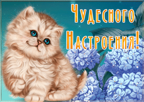 Открытка чудесного настроения с милым котом