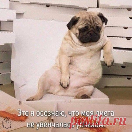 Животные, которые ведут себя совсем как я