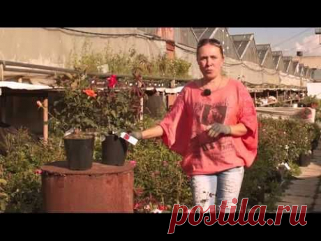 Создание Розария. Сад мечты. Выпуск 7
