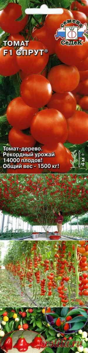 Томатное дерево в открытом грунте