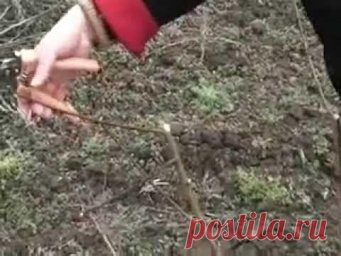 Формирование персика