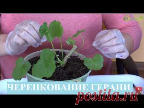 Размножение ПЕЛАРГОНИИ герани черенками, черенкование ГЕРАНИ пеларгонии