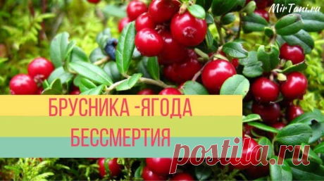 Ягода бессмертия — брусника. Чем полезна брусника? На Руси бруснику называют царь-ягодой, чудо-ягодой, ягодой бессмертия за её полезные свойства и приятные, вкусовые качества. Ни один праздничный стол не обходится без брусничных морсов и десертов. Эту ягоду любят добавлять в различные салаты, делать с ней всевозможные соусы, да просто украшать любое блюдо. Я сама люблю бруснику за её терпкий, кисло-сладкий вкус. А что...