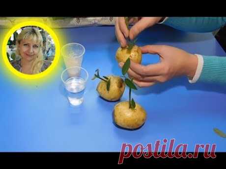 🌹🌹🌹РОЗЫ В КАРТОШКЕ ! РЕЗУЛЬТАТ !!!!!!!
