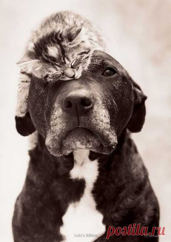OH MY PRECIOU | Cutest Paw