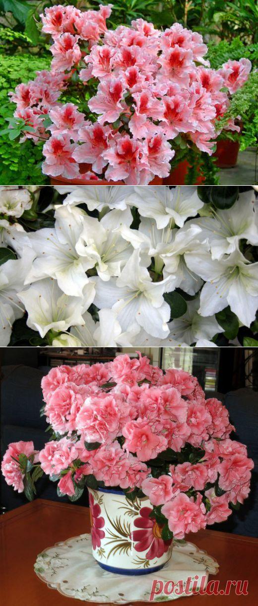 Азалия – королева цветочного царства | РОЗЫ