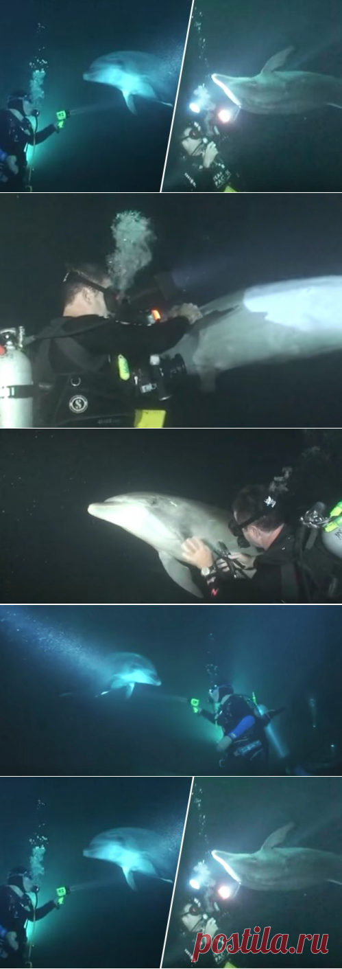 Дельфин ночью подплыл к аквалангистам... за помощью