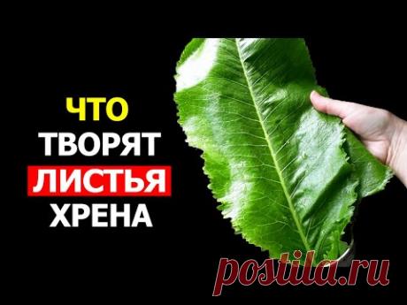 Вот что произойдет с организмом, если начать есть Листья Хрена (Удивительно)