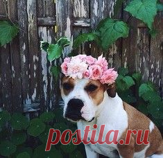 Акварельные коты Эндре Пеновака / Surfingbird.ru