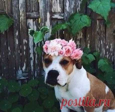 Акварельные коты Эндре Пеновака / Surfingbird.ru