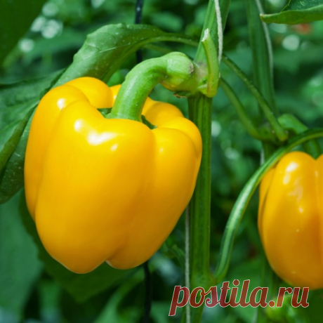 ПОДКОРМКА ДЛЯ ПЕРЦА И БАКЛАЖАНА