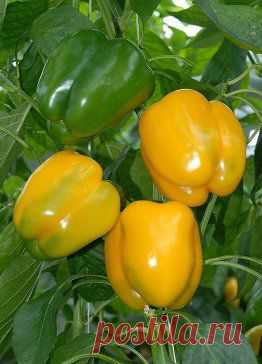 10 ОШИБОК при выращивании ПЕРЦА
Сладкий перец красив, вкусен и полезен. Именно поэтому он, несмотря на свой капризный нрав, занимает много места на огороде. И все-таки вырастить его не так уж и трудно, не сложнее помидоров, ведь фитофтора незначительно поражает этот овощ... http://www.odnoklassniki.ru/ecoogorod/topic/62756765242839
•••