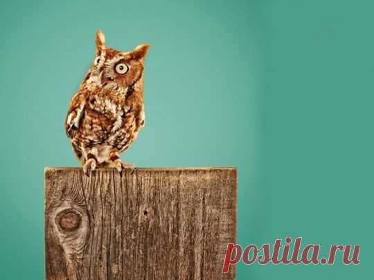 Сова, филин. Фото. Картинки. Видео