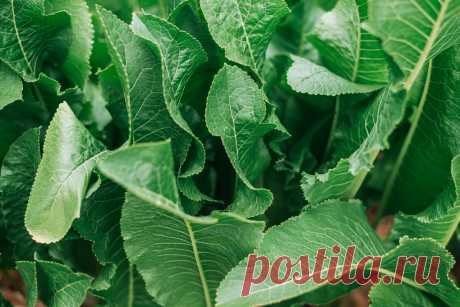 Как использовать листья хрена? Фото — Ботаничка