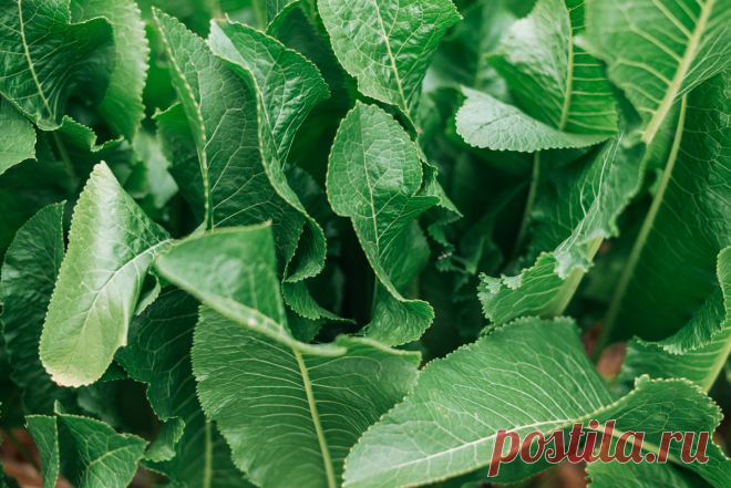 Как использовать листья хрена? Фото — Ботаничка