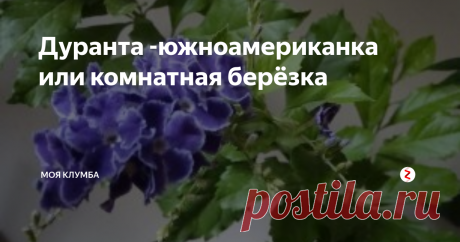 Дуранта -южноамериканка или комнатная  берёзка Дуранта комнатная берёзка
Дуранта это красивое растение с нежно-голубыми, сиреневым или белыми цветами. Но многие цветоводы любят Дуранту за обилие зелени. Как же ухаживать за растением? Что нужно для цветения?
Дуранта относится к семейству Вербеновые. Родина Южная Америка. Представляет собой кустарник, некоторые виды покрыты шипами, плод ягода. Комнатной берёзкой назвали из-за схожести листьев с